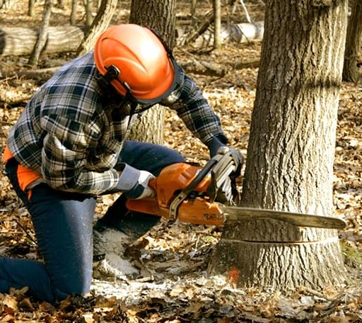 Tree Removal in Shiloh, OH